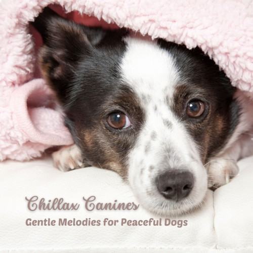 Chillax Canines: Gentle Melodies for Peaceful Dogs