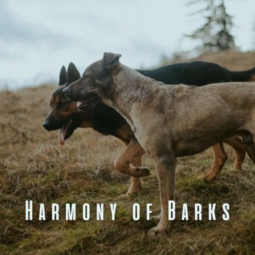 Harmony of Barks: Meditation Piano for Relaxing Dogs