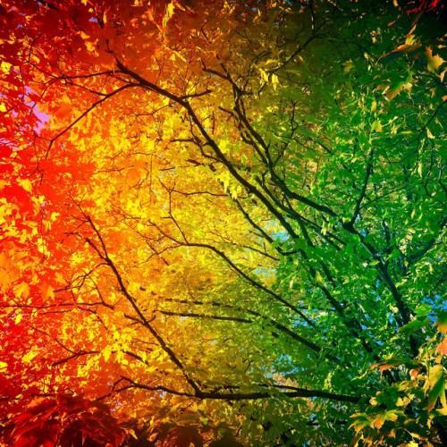 Symphony of Seasons: Nature's Ever-Changing Chorus