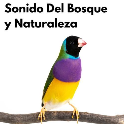 Sonido Del Bosque y Naturaleza