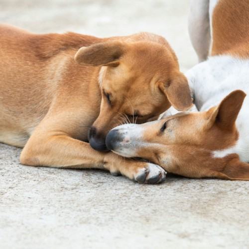 Dog Dreamland: Melodic Rainfall Canine Cuddle