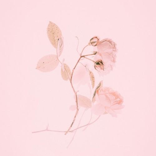 BORN PINK Piano