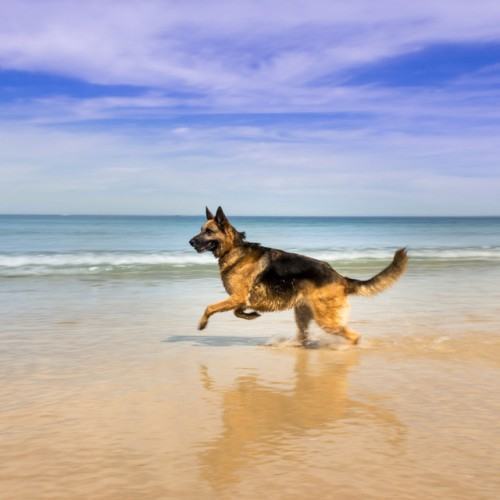 Dog Serenade: Ocean Soundscapes of Devotion