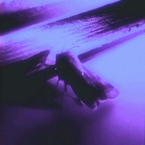 Synthetic