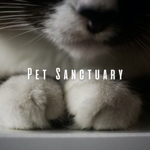 Pet Sanctuary: Chill Music for Tranquil Moments