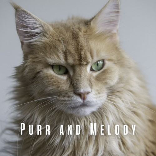 Purr and Melody: Blissful Cat's Purr