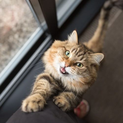 Gentle Lofi Meow: Calming Notes in the Company of Cats