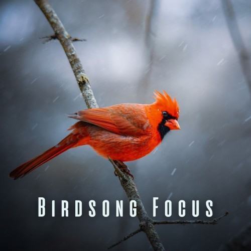 Birdsong Focus: Chill and Bird Sounds for Mental Sharpness