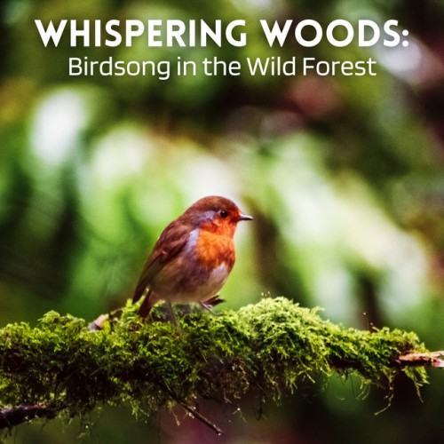 Whispering Woods: Birdsong in the Wild Forest