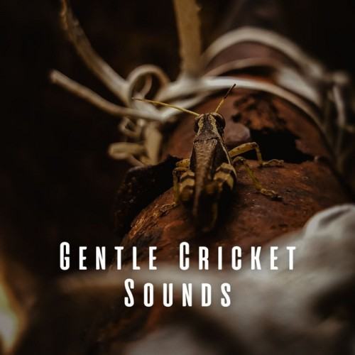 Gentle Cricket Sounds