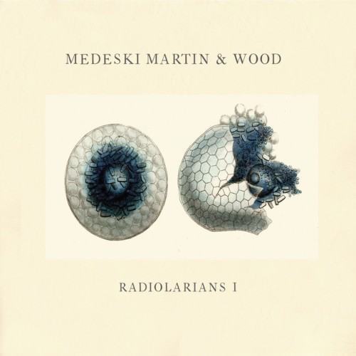 Radiolarians 1
