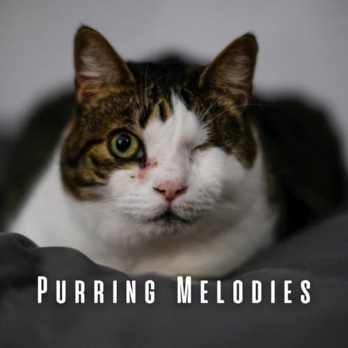Purring Melodies: Binaural Music for Cats