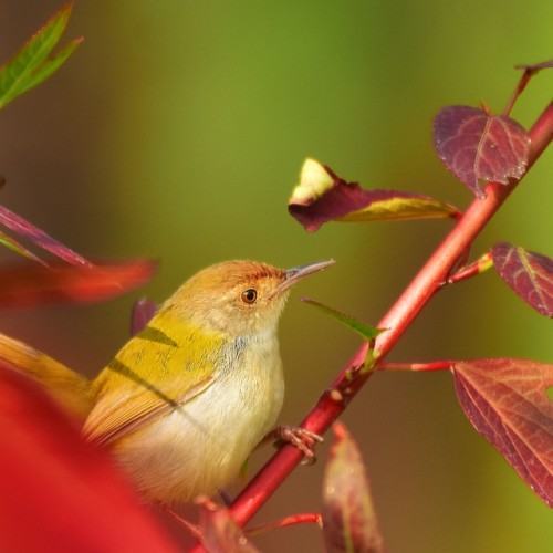 Winged Echoes: Rhythms of Nature's Melodious Birds