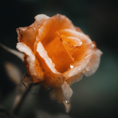 Gentle Is the Rain