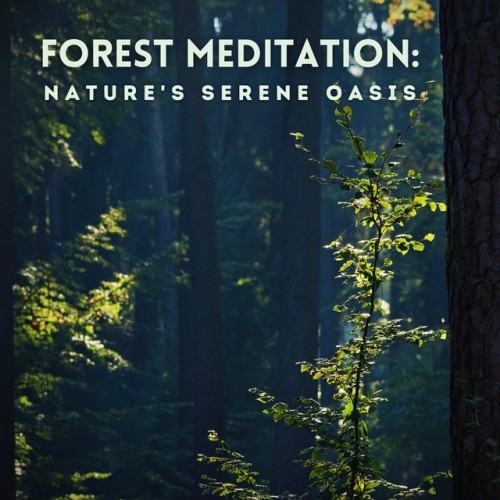 Forest Meditation: Nature's Serene Oasis