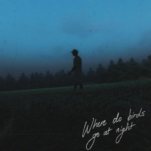 Where Do Birds Go At Night?