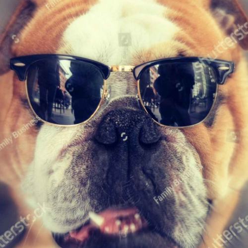 blimeydog