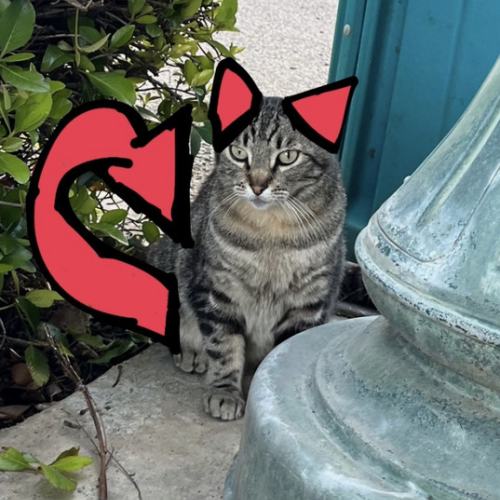schizocat
