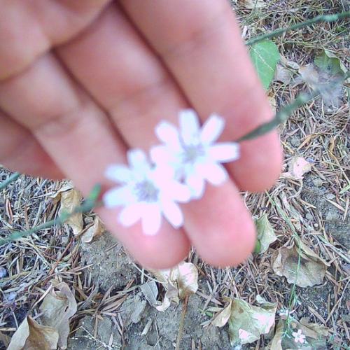 Boy Bloom