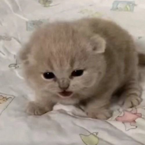 Двузер