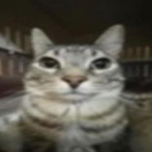 dancing cats