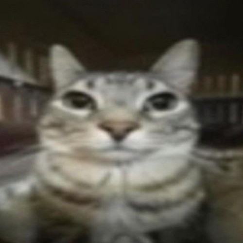 dancing cats