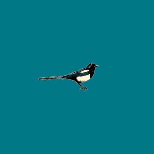The Magpie Arc